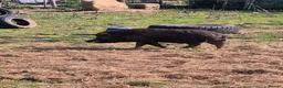 Pig livestock for sale: Young male pig , juliana , micro pig - Advert 4