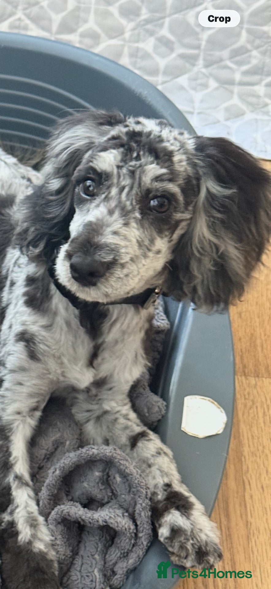Cockapoo dogs Cockerpoo - Advert 6
