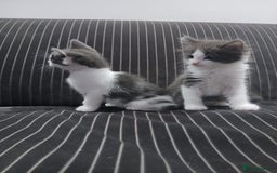 Mixed Breed cats for sale: Two beautifully marked boys - Image 6