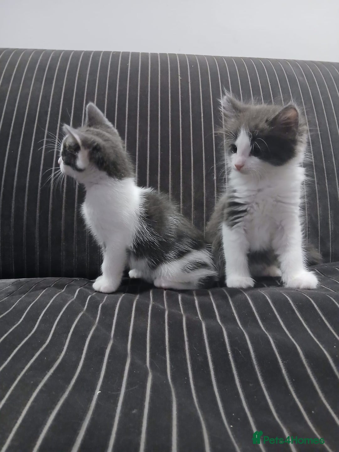Mixed Breed cats for sale: Two beautifully marked boys - Image 6