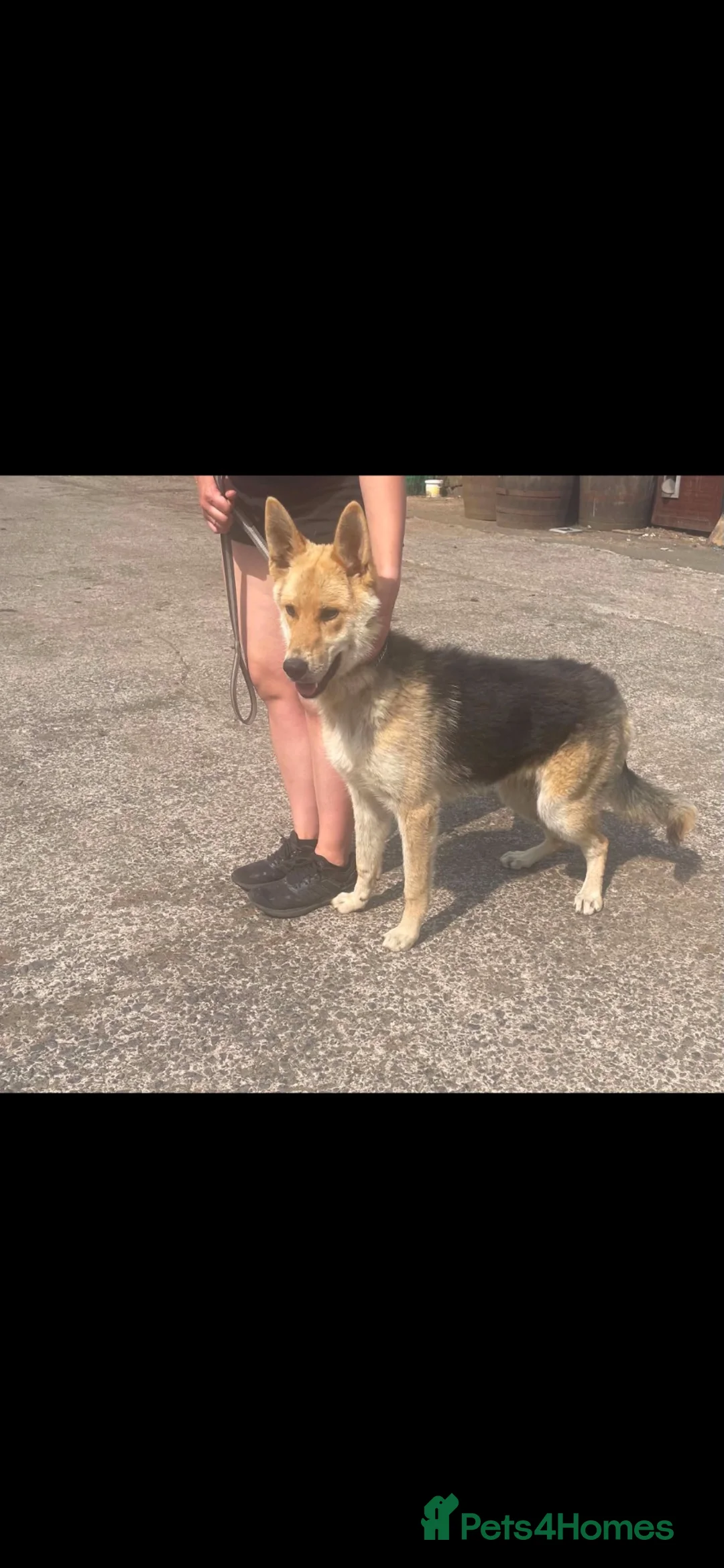 German Shepherd dogs for sale: Loving German Shepherd Boy - Advert 1