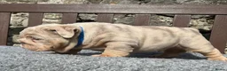 English Bulldog dogs for sale: Beautiful English bulldog puppies - Advert 14