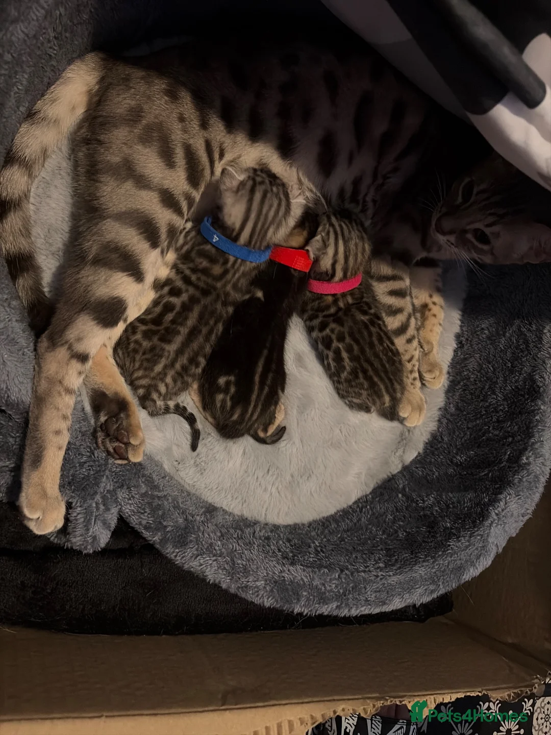 Bengal cats for sale: Bengal kittens for sale  in London - Advert 2