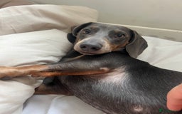 Dachshund dogs for sale: Blue and Tan Dachshund Boy Otis - Image 7