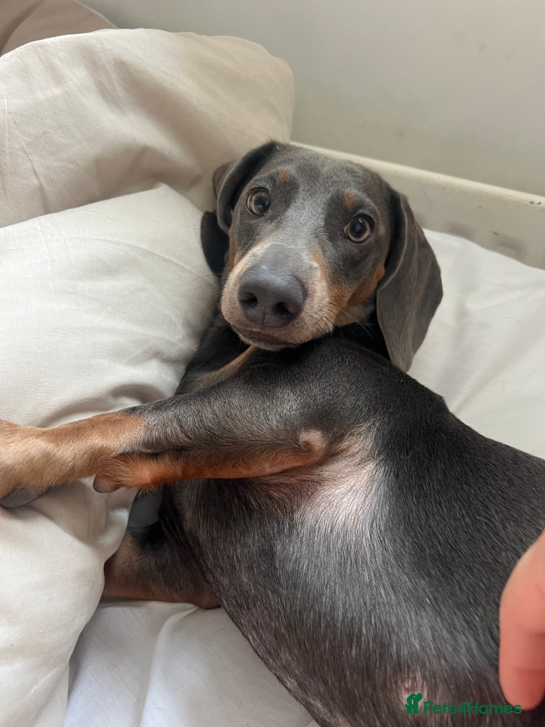 Dachshund dogs for sale: Blue and Tan Dachshund Boy Otis - Image 7