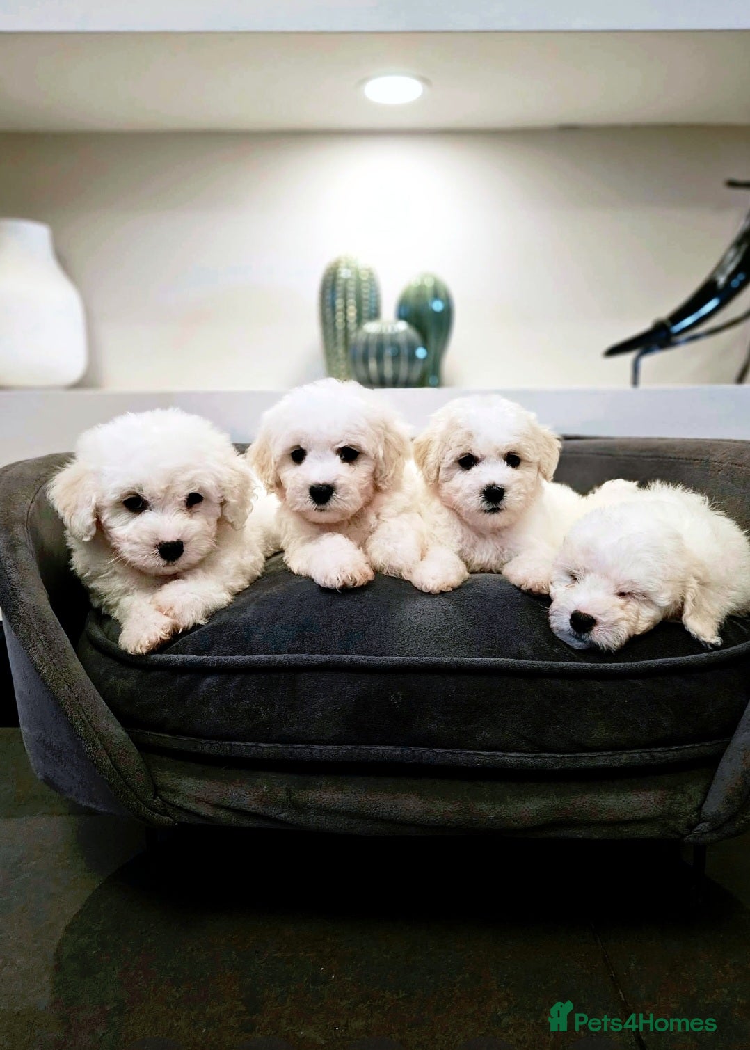Bichon Frise dogs Pure Bred Bichon Frise Puppies  - Advert 1