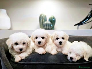 Bichon Frise dogs Pure Bred Bichon Frise Puppies - Advert 6