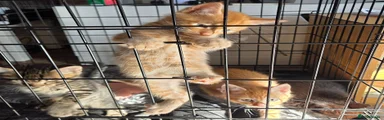 Mixed Breed 2