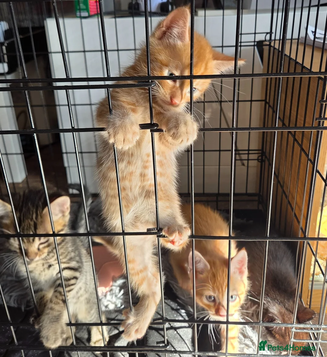 Mixed Breed cats for sale: Gorgeous kittens, mixed breed, boys and girls  - Advert 2