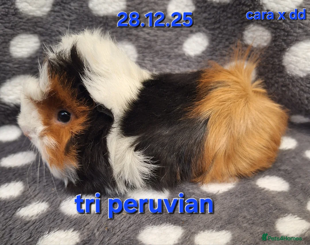 Guinea Pig rodents for sale: Baby male peruvian guinea pigs  - Advert 1