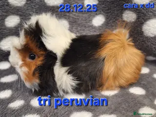 Guinea Pig rodents Baby male peruvian guinea pigs - Advert 10