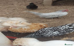 Chickens poultry for sale: roosters for free *frizzle, pekins, polish* - Image 5