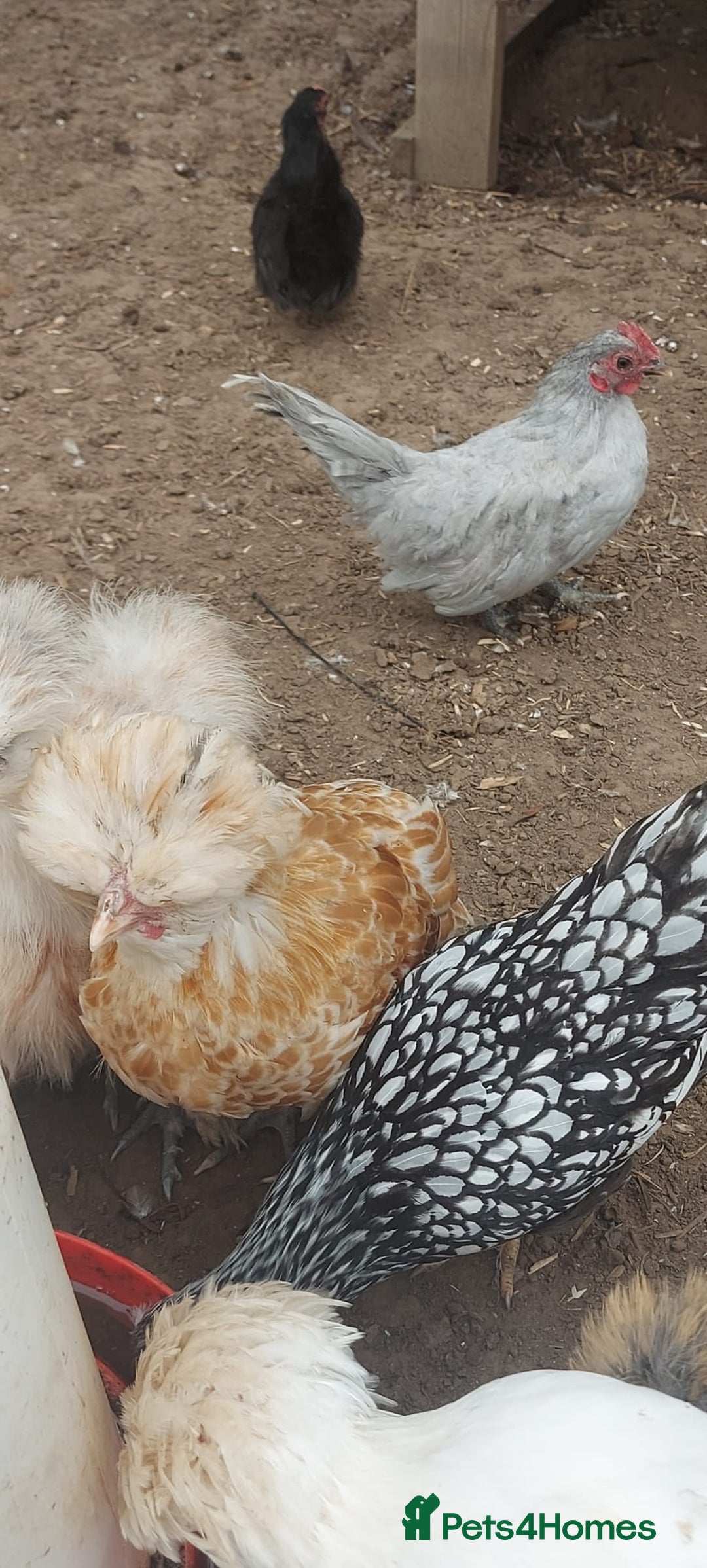 Chickens poultry for sale: roosters for free *frizzle, pekins, polish* - Image 5