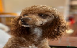 Cockapoo dogs for sale: Time to celebrate 🤩 - Image 9