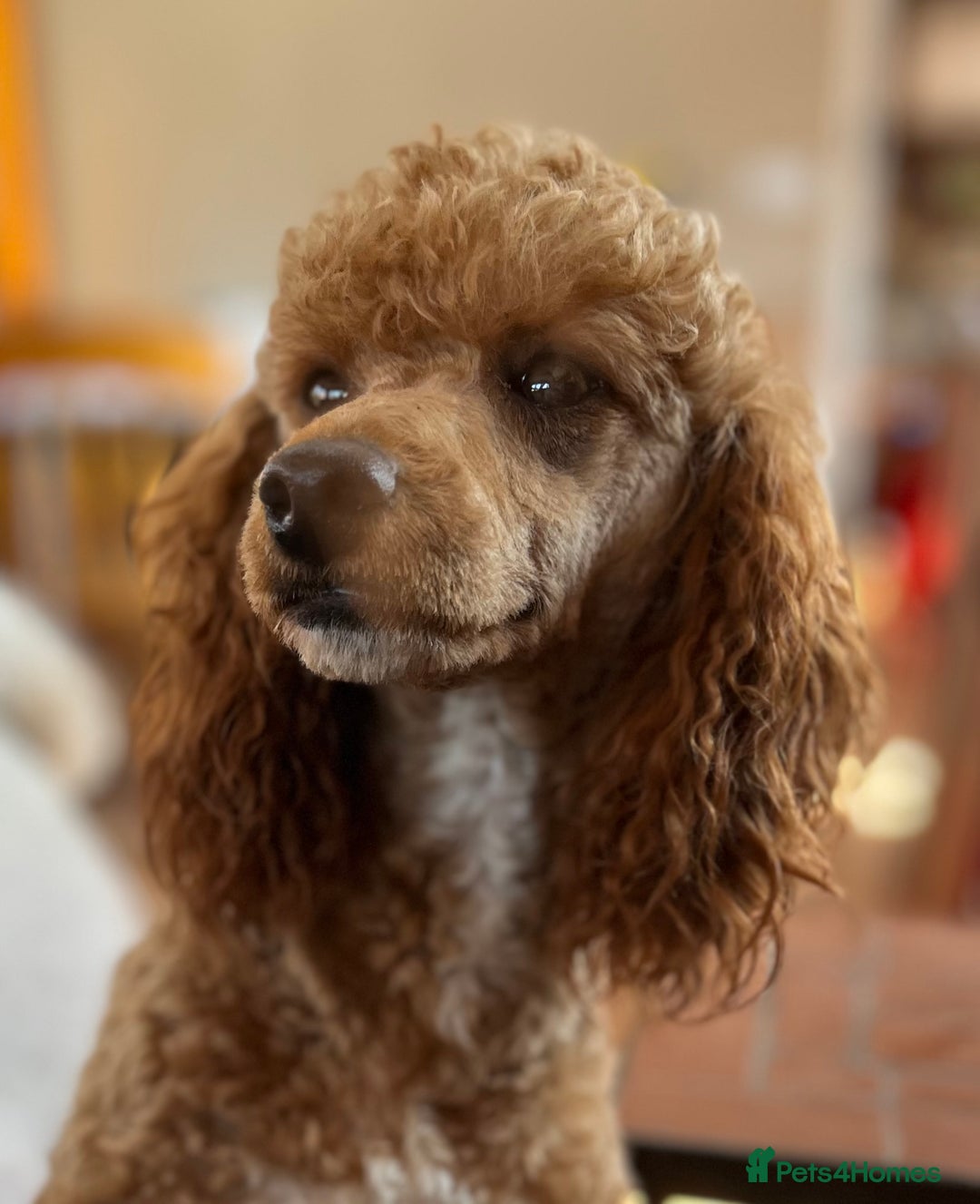 Cockapoo dogs for sale: Time to celebrate 🤩 - Image 9