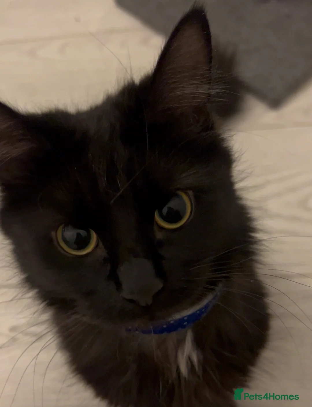 Domestic Shorthair cats for sale: KIWI  in Coventry - Advert 2