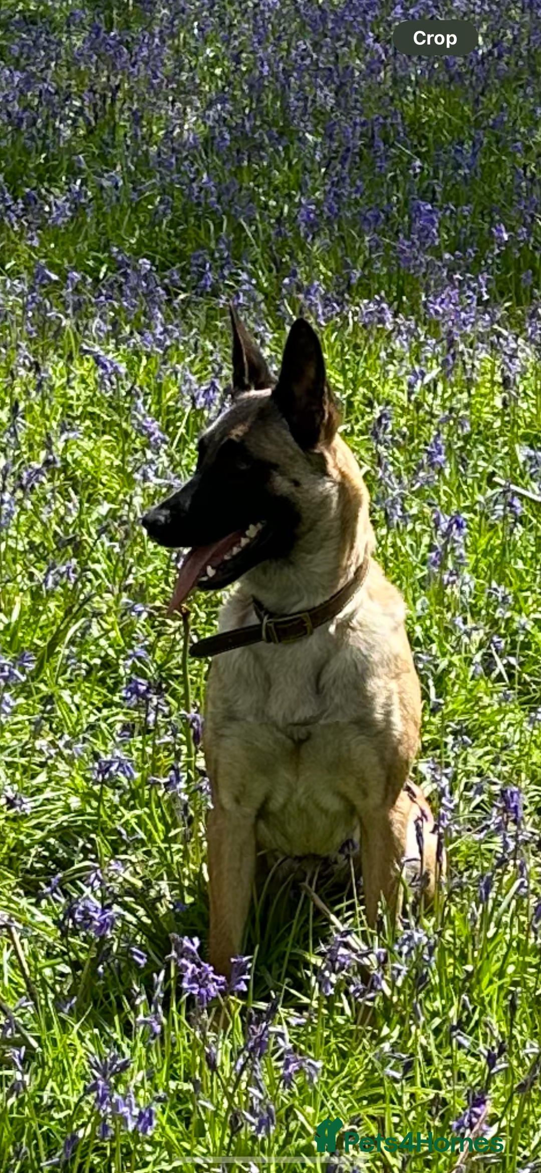 Mixed Breed dogs for sale: Belgian shepherd cross black Labrador  - Image 5
