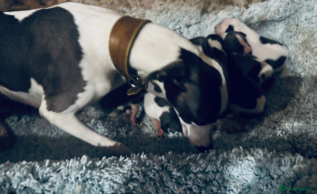 Whippet dogs for sale: 🐾 Exceptional small sized KC Reg Whippet Pups🐾 - Advert 7
