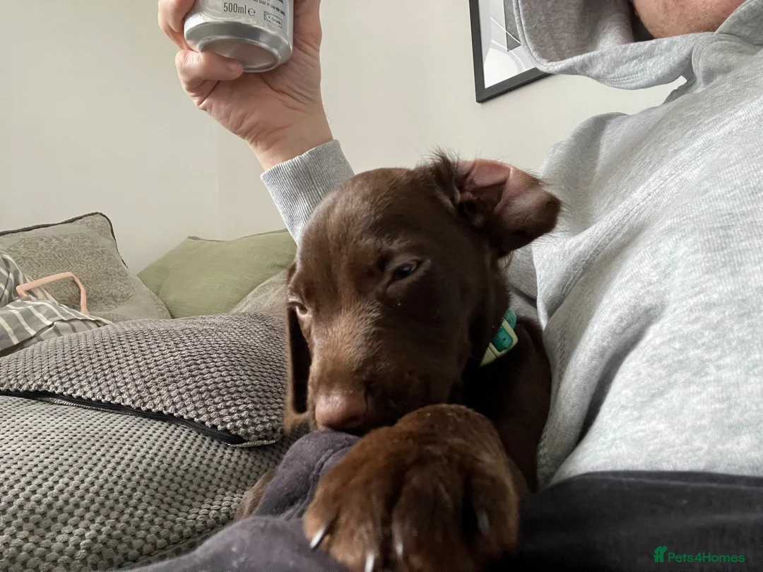 Cocker Spaniel dogs for sale: Cocker spaniel puppy in Tonbridge - Advert 1