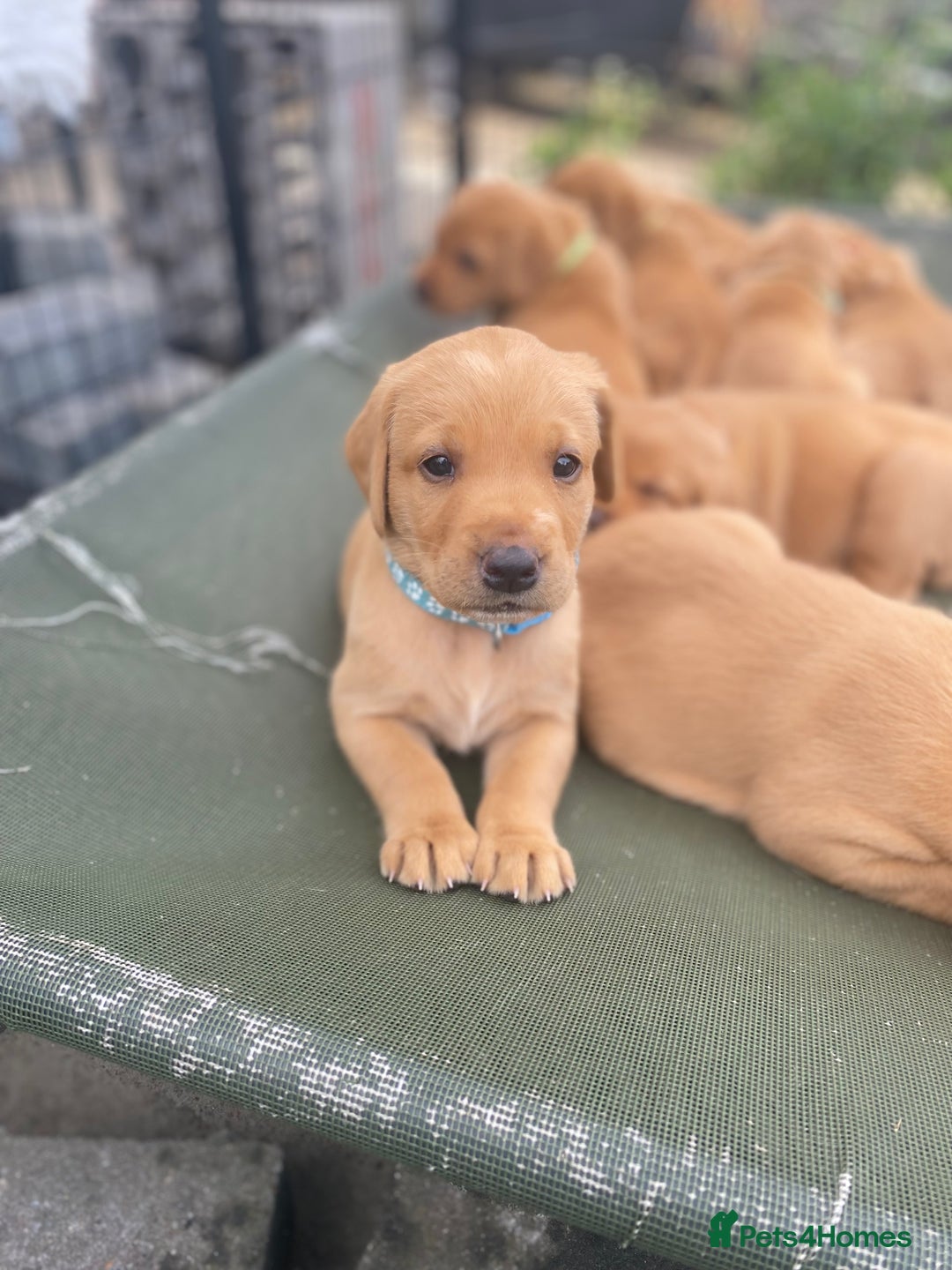 Labrador Retriever dogs for sale: Fox Red Labrador Puppies  - Image 17