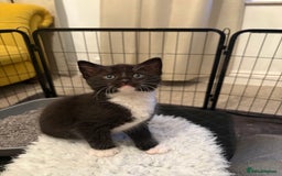 Mixed Breed cats for sale: Mixed rag doll  - Image 4