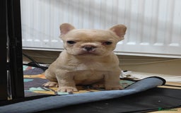 French Bulldog dogs for sale: Unique and Beautiful French bulldogs puppies  - Image 30