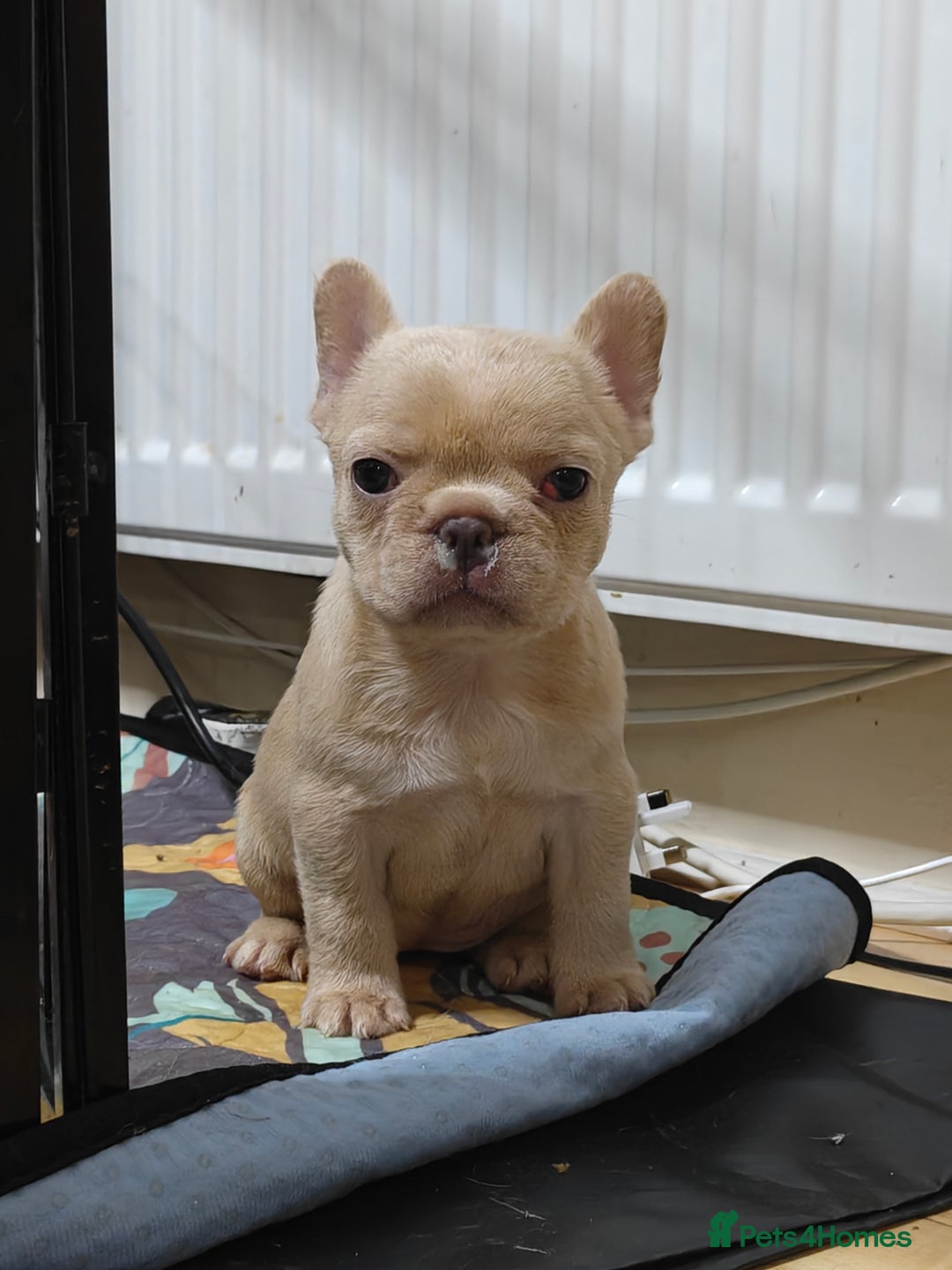 French Bulldog dogs for sale: Unique and Beautiful French bulldogs puppies  - Image 30