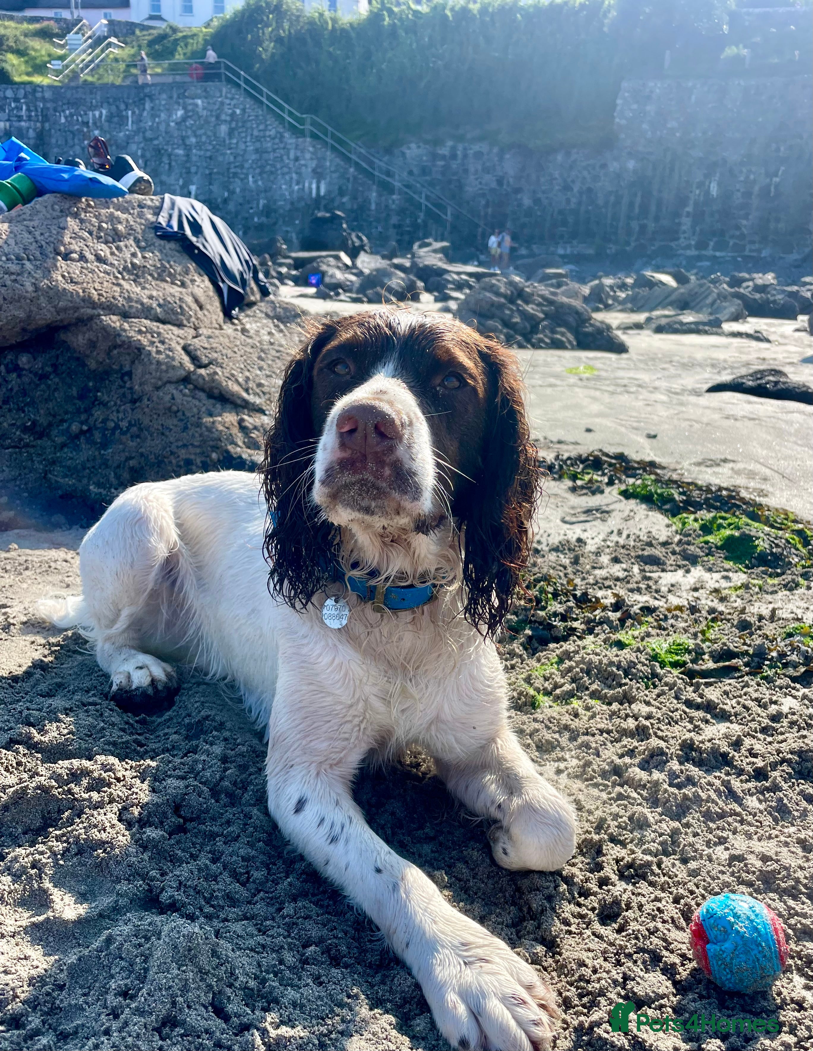 English Springer Spaniel dogs Proven English Springer Spaniel for stud  in Bude - Advert 1