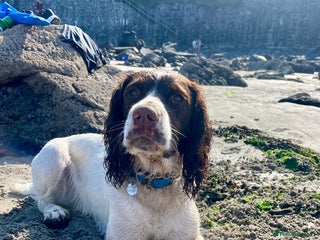 English Springer Spaniel dogs Proven English Springer Spaniel for stud in Bude - Advert 1