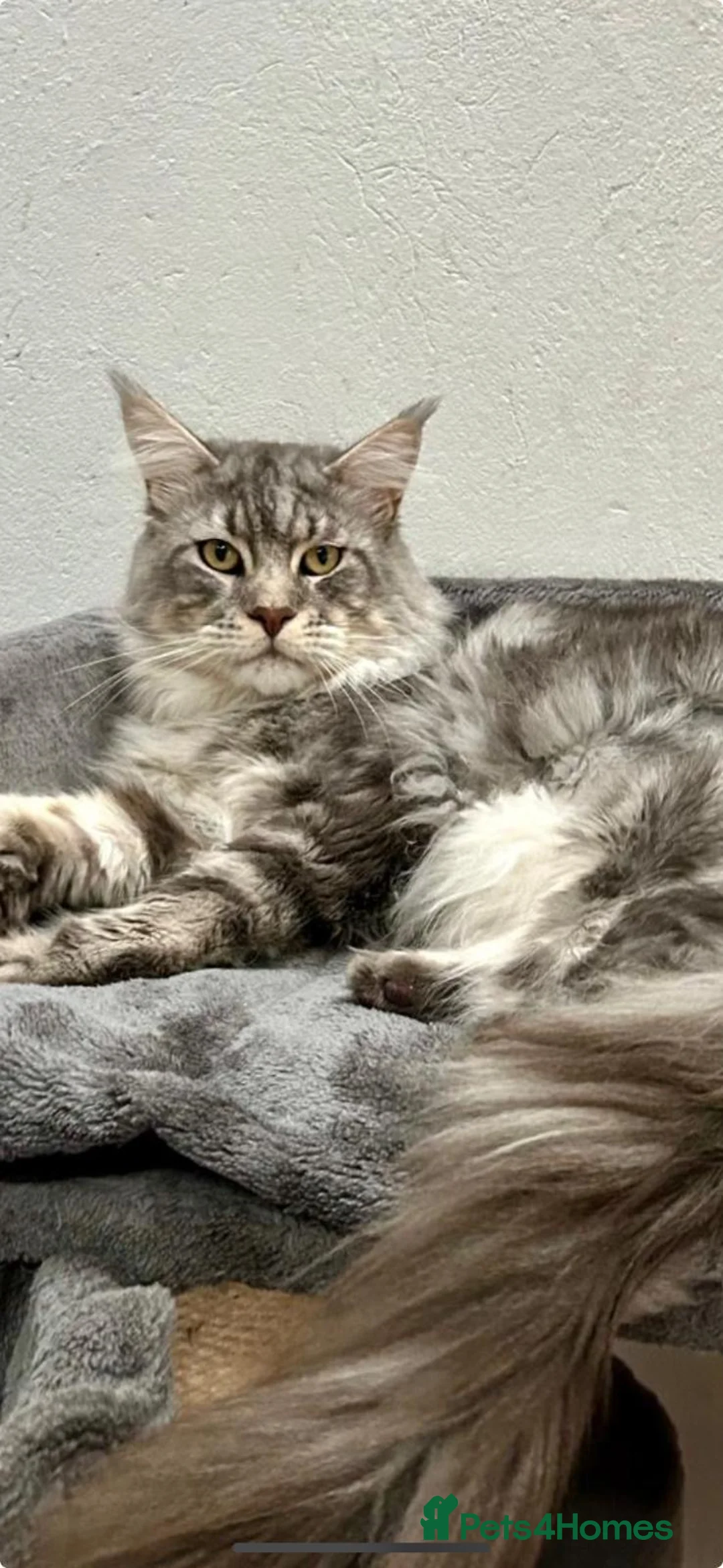Maine Coon cats for stud: TICA ACTIVE MAINE COON STUD - Advert 4