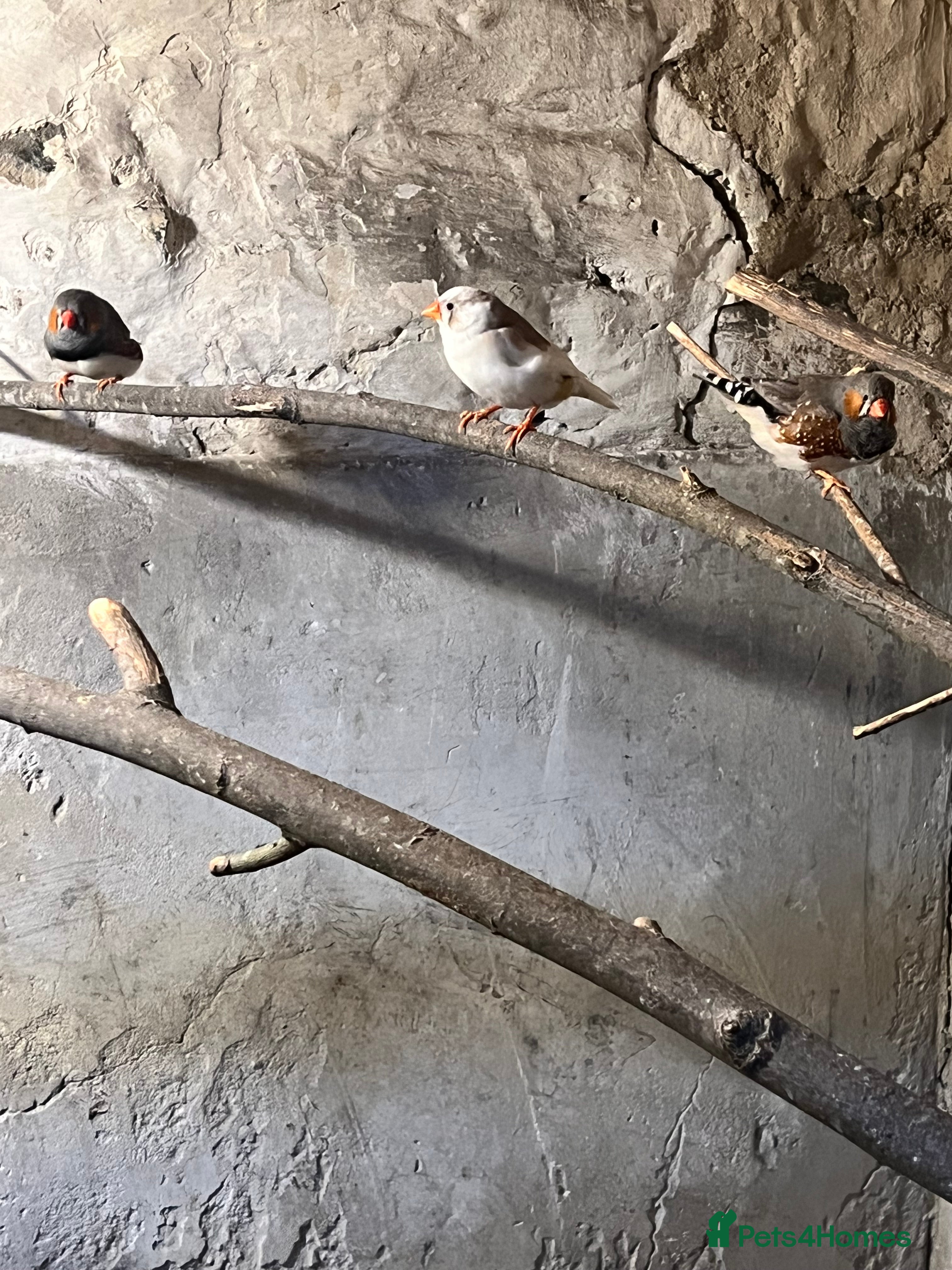 Finches birds Zebra finches  - Advert 5