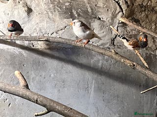 Finches birds Zebra finches - Advert 5