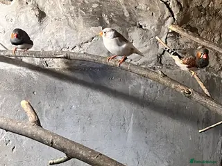 Finches birds Zebra finches - Advert 12