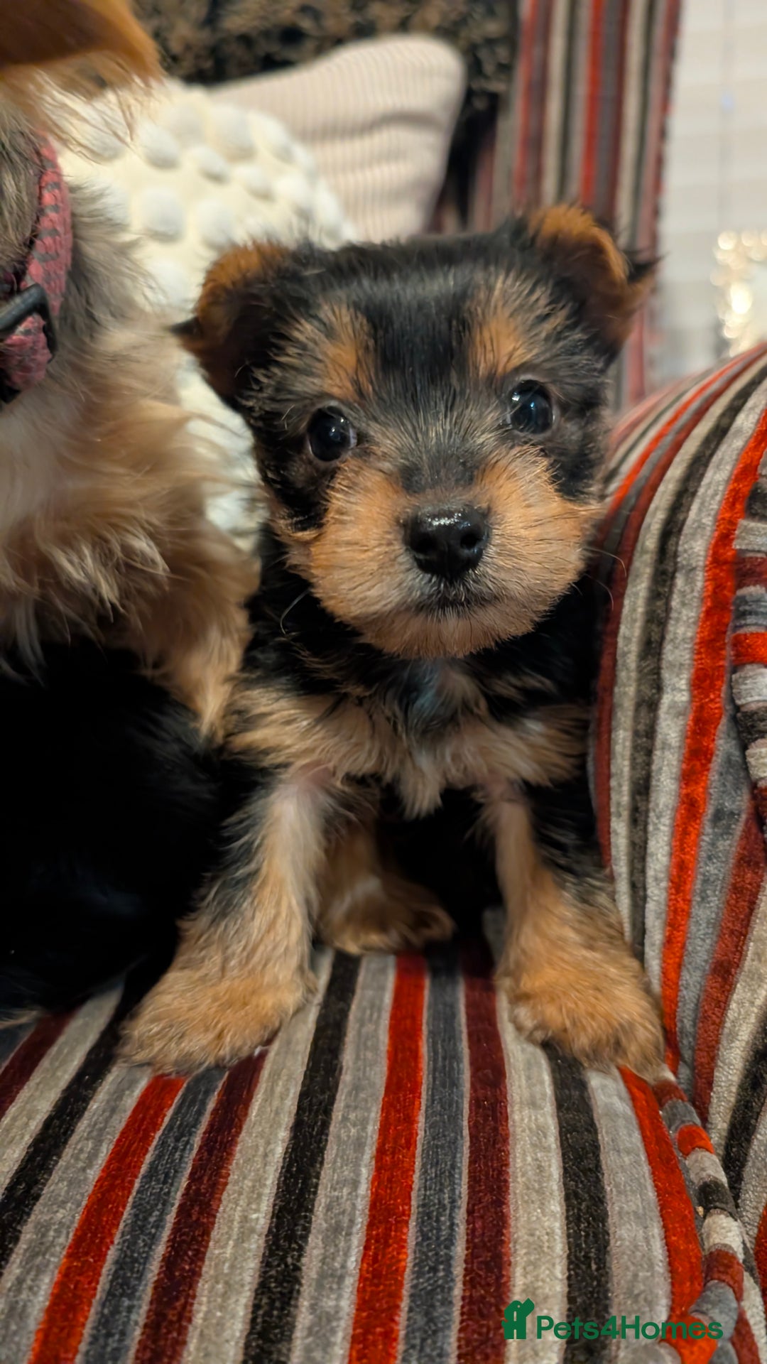 Yorkshire Terrier dogs for sale: Pure Yorkshire Terrier Puppies  - Advert 4