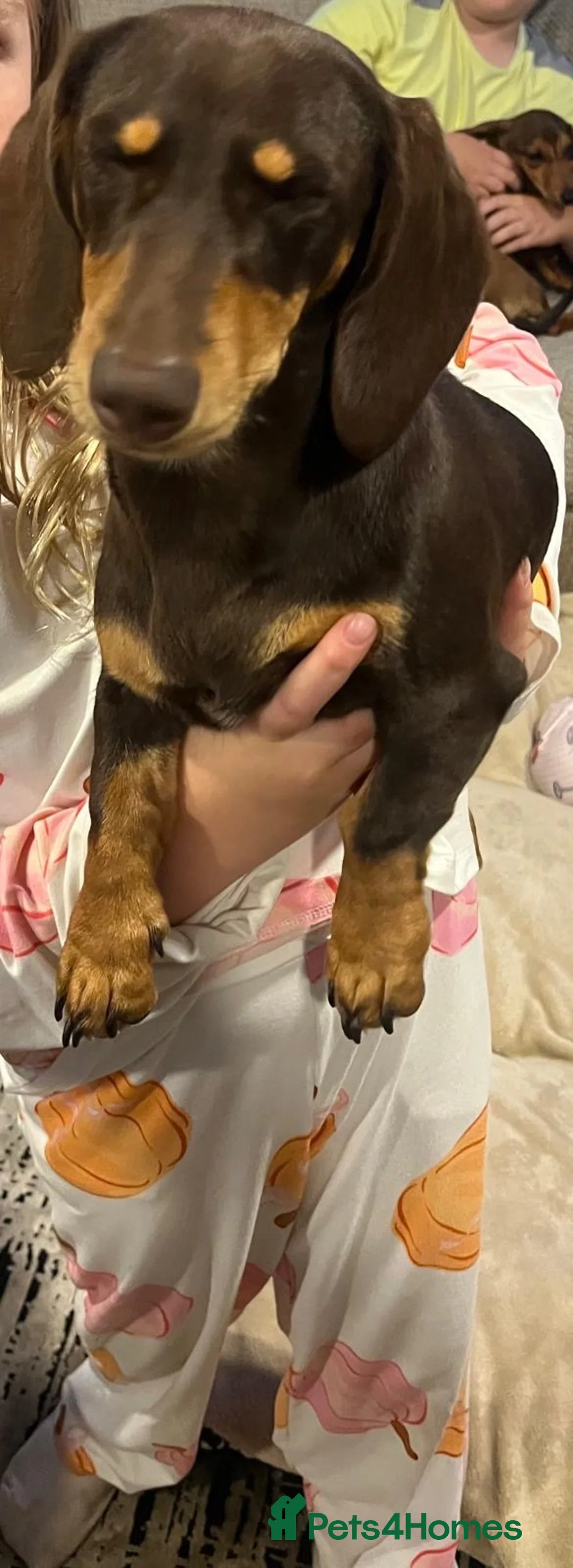 Dachshund dogs for sale: Two 6-Month-Old Miniature Dachshunds - Advert 2