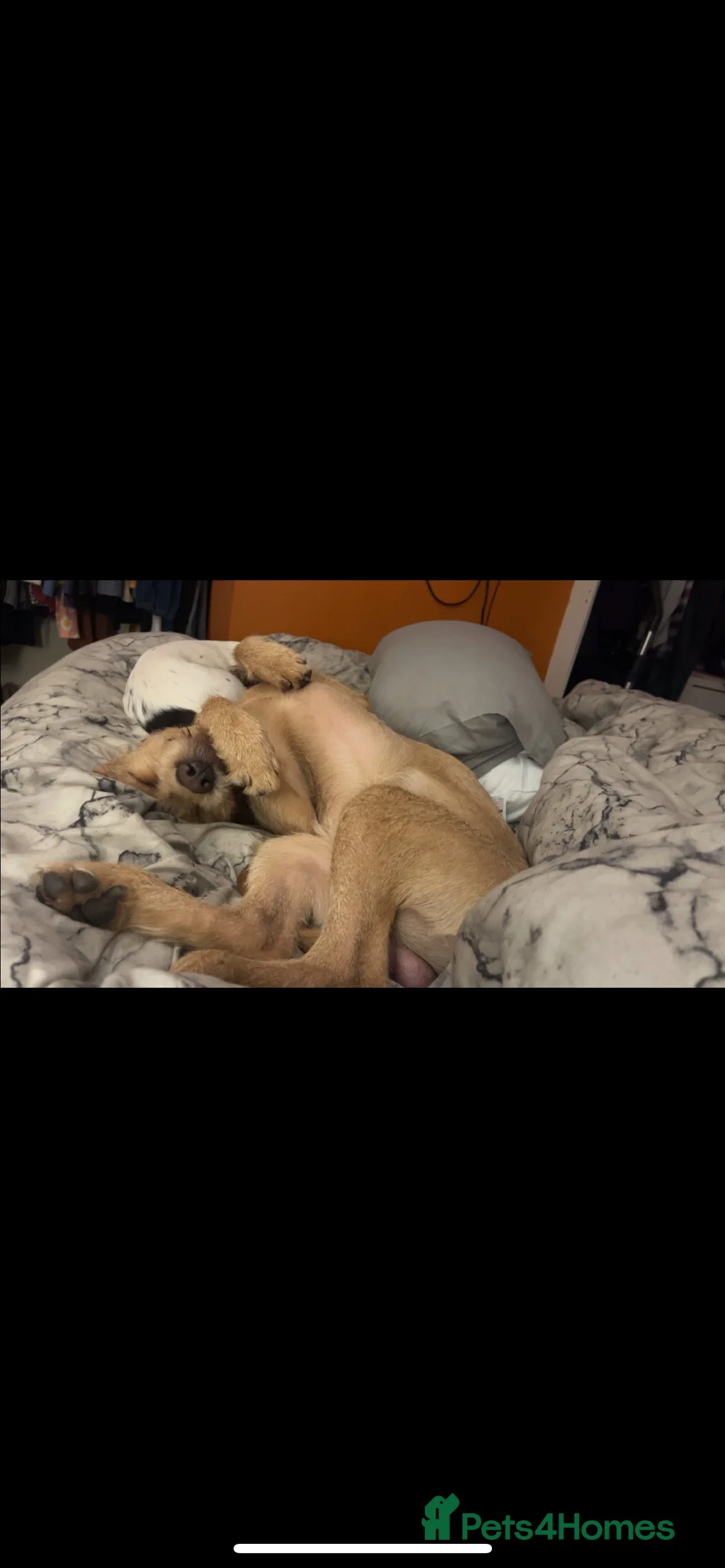 Mixed Breed dogs for sale: Male pointerdor for rehoming  - Advert 5