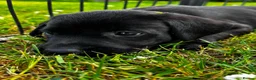 Labrador Retriever dogs for sale: KC Reg Puppies, FTCH Bred with versatility in mind - Advert 3