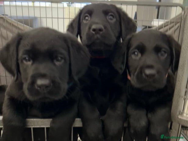 Labrador Retriever dogs - Advert 2