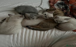 British Shorthair cats for sale: Beautiful British Shorthair Kittens... - Image 8