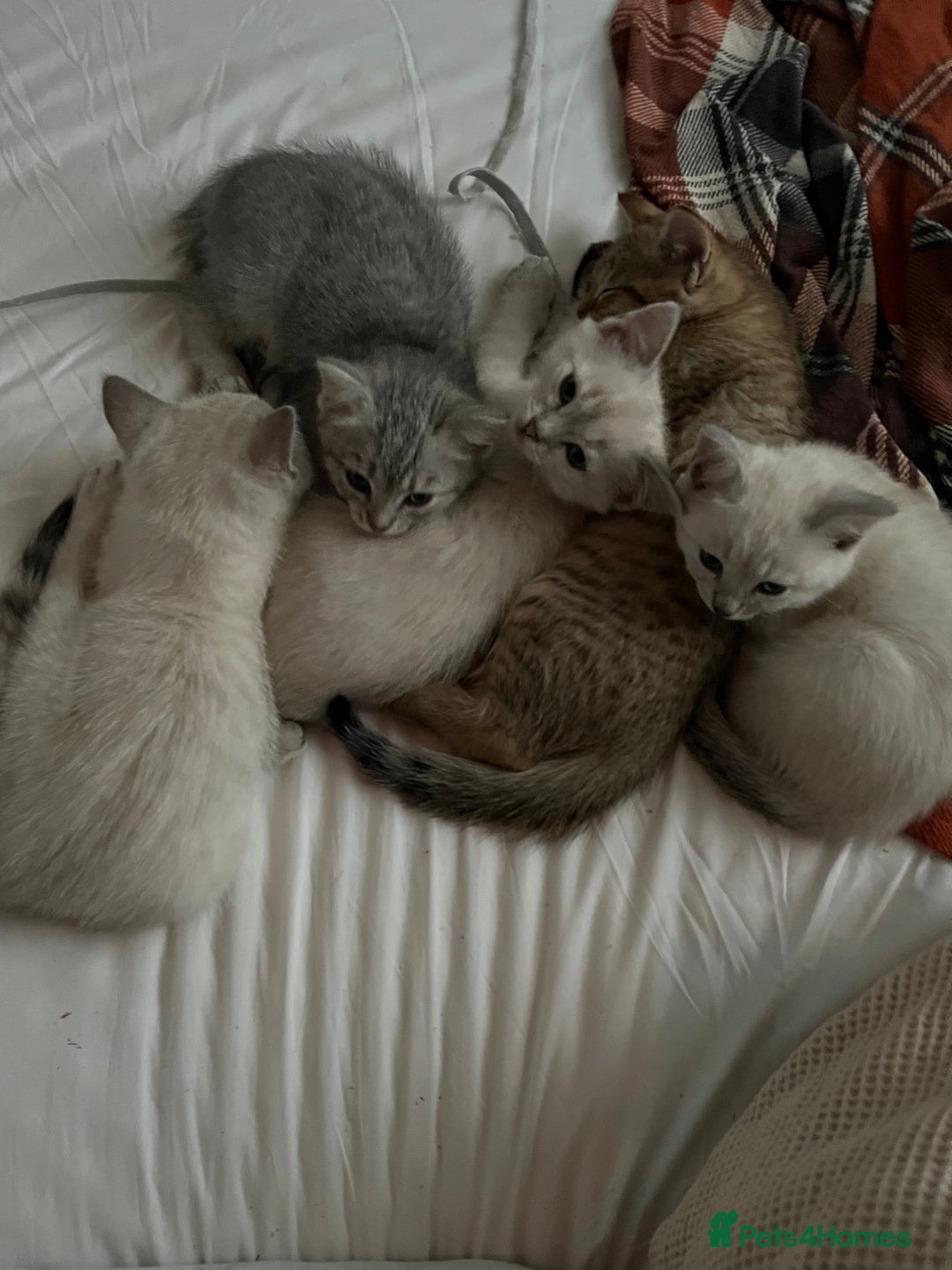 British Shorthair cats for sale: Beautiful British Shorthair Kittens... - Image 8