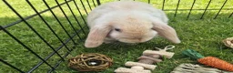 Mini Lop rabbits for sale: Gorgeous mini lop kits ready for new homes - Advert 1