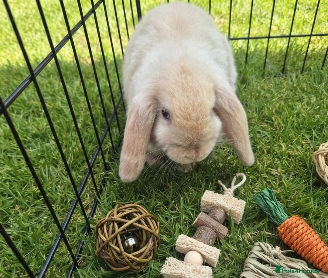Mini Lop rabbits for sale: Gorgeous mini lop kits ready for new homes - Advert 1