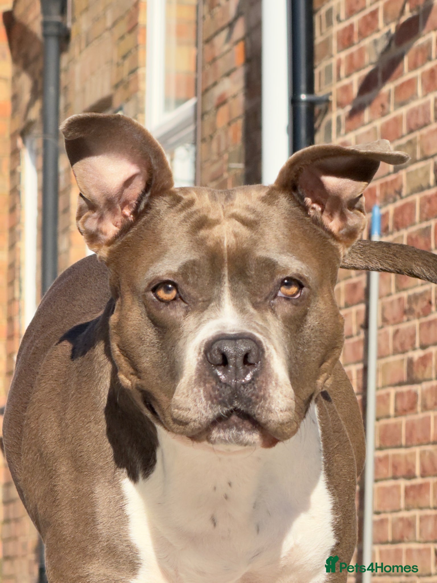 Staffordshire Bull Terrier dogs Donate Staffordshire Bull Terrier  - Advert 2