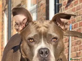 Staffordshire Bull Terrier dogs Donate Staffordshire Bull Terrier - Advert 1