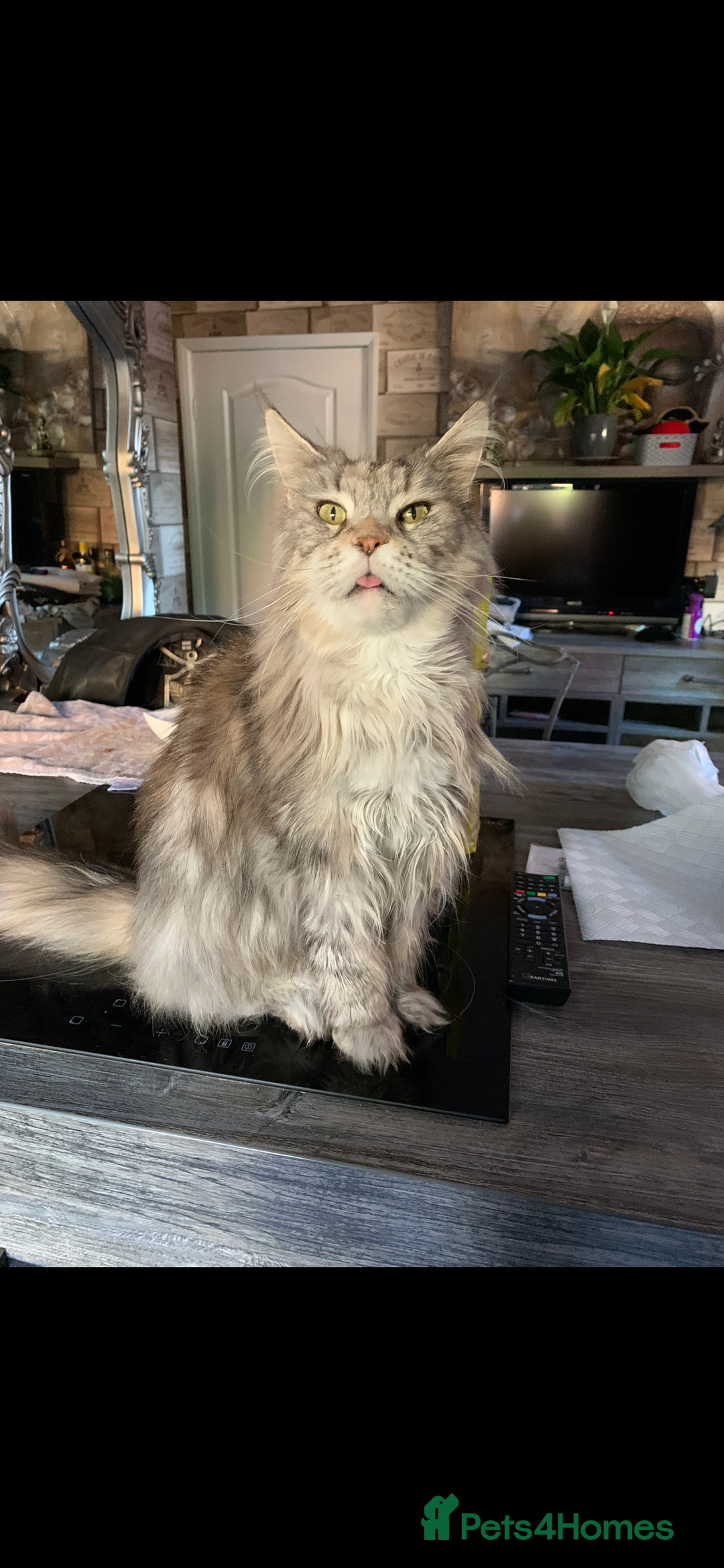 Mixed Breed cats for sale: Maine-Coon x British Blue Kittens.  - Advert 3