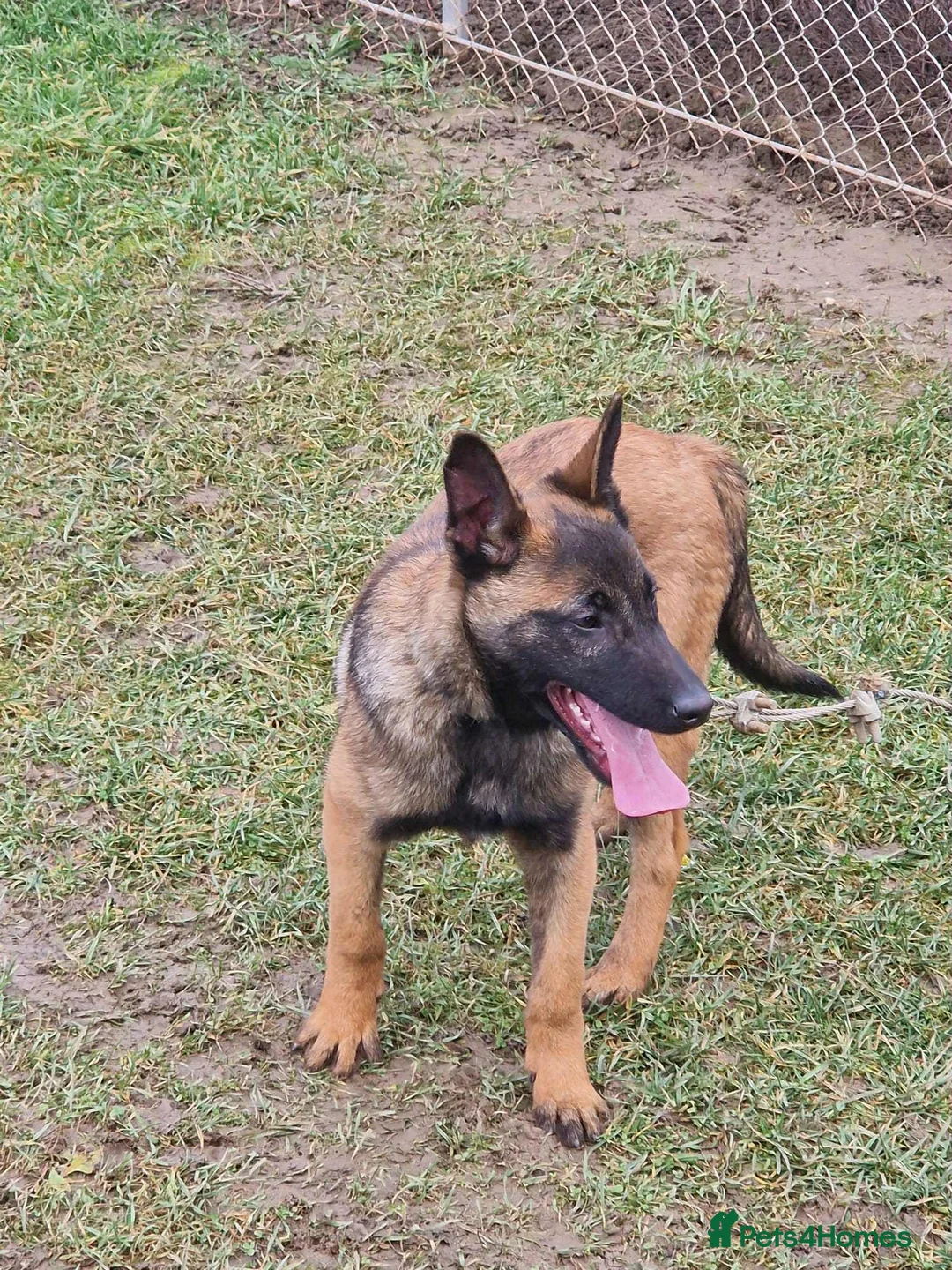 Belgian Shepherd Dog dogs for sale: Belgian Shepherd Puppy for sale!  in Romford - Advert 2