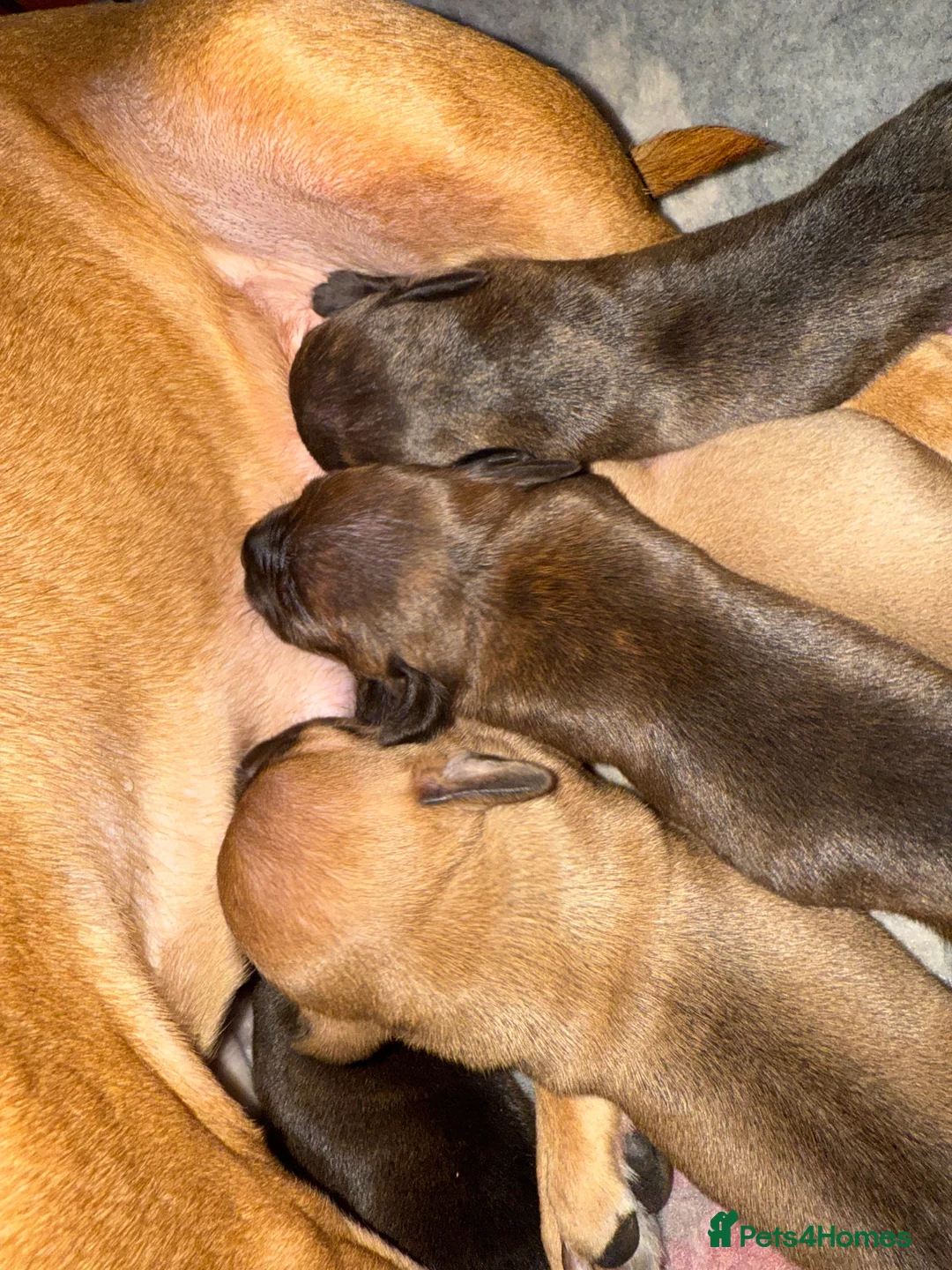 Staffordshire Bull Terrier dogs for sale: Staffie pups  - Advert 14