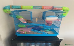 Hamster rodents for sale: Hamster and her cage  - Image 2