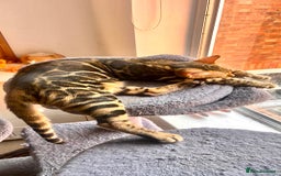 Bengal cats for sale: One Girl left .😻✨TICA registered  - Image 6