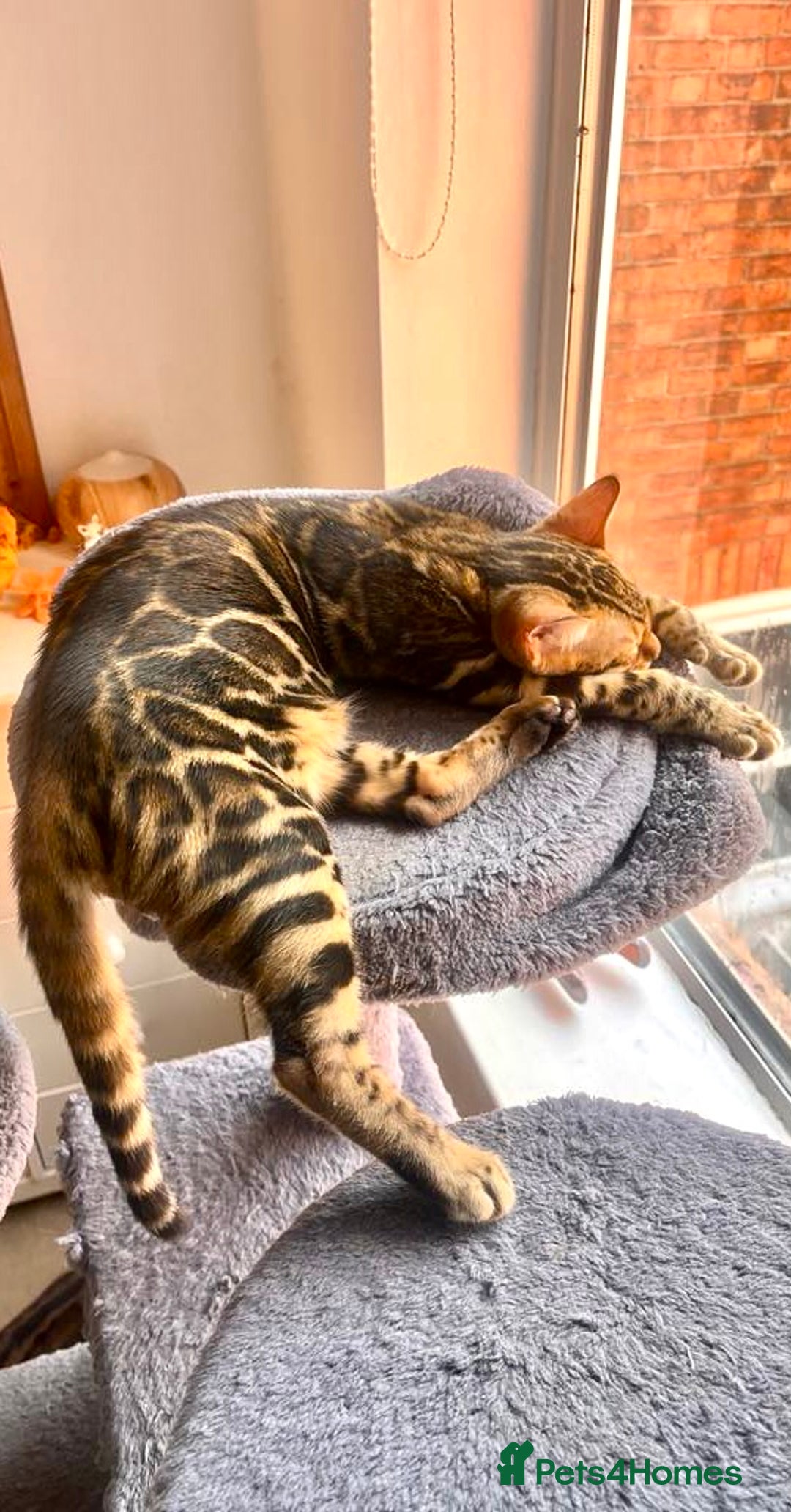 Bengal cats for sale: One Girl left .😻✨TICA registered  - Image 6